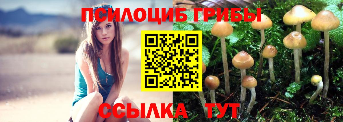 Псилоцибиновые грибы Psilocybe Черногорск